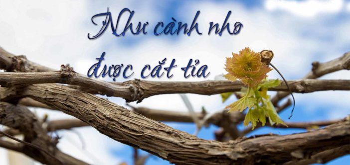 nhu canh nho duoc cat tia