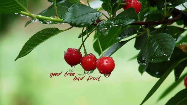 trái tốt, trái xấu