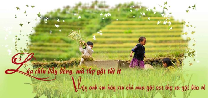 Lúa chín đầy đồng mà thợ gặt lại ít.
