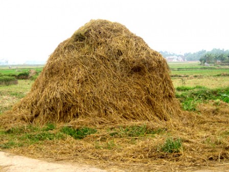 Cọng rơm