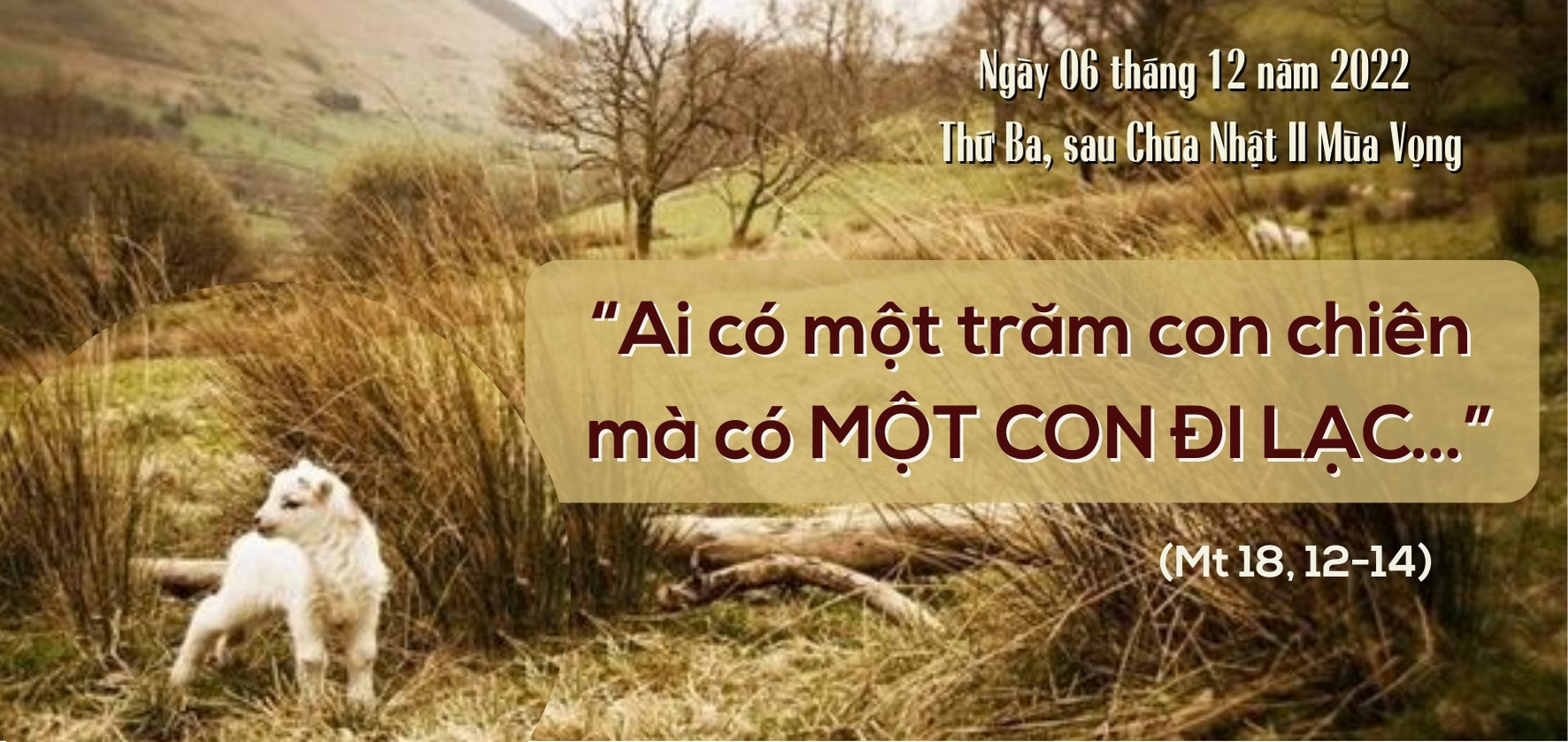 có một con chiên đi lạc – Suy niệm ngày 06.12.2022