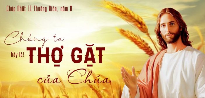 Chúng ta hãy là thợ gặt của Chúa! – Chúa Nhật 11 Thường Niên, năm A