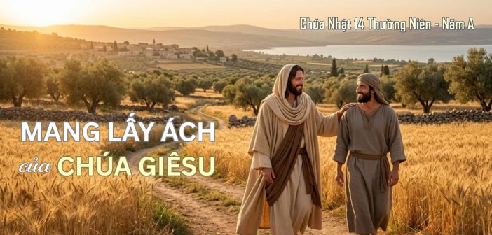 Mang lấy ách của Chúa Giêsu – Chúa Nhật 14 Thường Niên, năm A